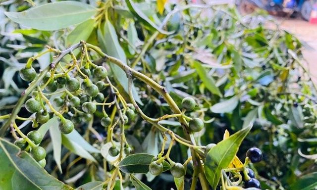 Kỳ lạ loại quả rừng ở Quảng Ngãi, trông như hạt tiêu nhưng lại có mùi sả