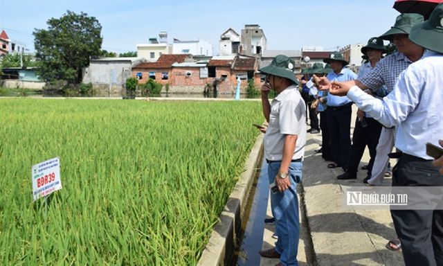 Nông dân thuộc hộ nghèo, cận nghèo có thể được hỗ trợ tới 95% phí bảo hiểm nông nghiệp, cụ thể thế nào?