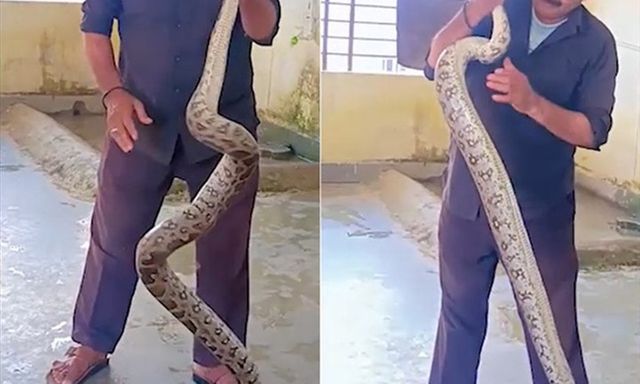 Nữ sinh tá hỏa khi vào nhà vệ sinh, phát hiện trăn khổng lồ dài 3 mét ẩn bên trong