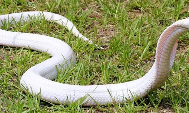 Đi hái chè, người phụ nữ ở Ấn Độ bị con rắn màu trắng cắn nguy kịch