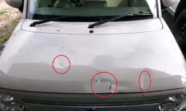 Con gấu khổng lồ tấn công chiếc xe ô tô, cắm răng vào nắp capo, nữ tài xế chỉ biết cầu nguyện