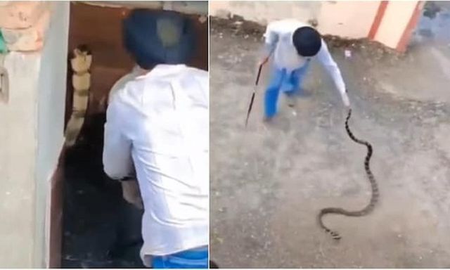 Bắt sống rắn hổ mang chúa dài 3 mét bò vào nhà vệ sinh