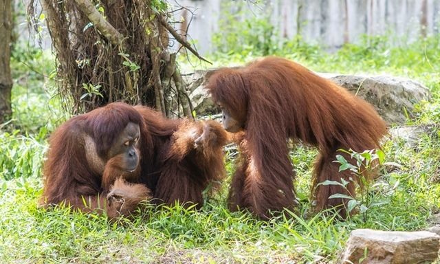 Từ hơn 4.000 cá thể đến mạng lưới bảo tồn quốc tế: Vinpearl Safari đã đi xa đến đâu sau hơn một thập kỷ?