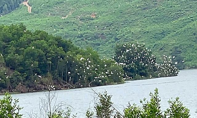 Toàn cảnh 24h: Đã mắt ngắm cảnh cò trắng ước tính cả nghìn con bay rợp cánh đồng