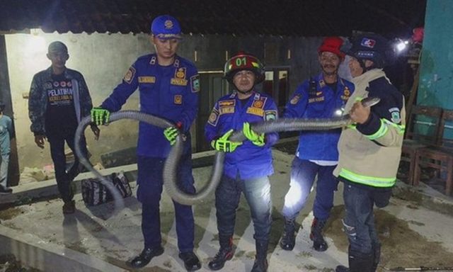 Rắn hổ mang chúa dài 2,5 mét bò vào nhà dân, chui xuống chuồng gà lẩn trốn