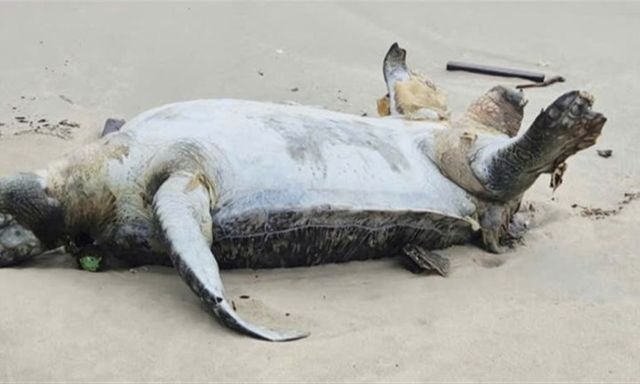 Toàn cảnh 24h: Rùa biển nặng khoảng 105kg chết, trôi dạt vào bờ biển ở Quảng Trị