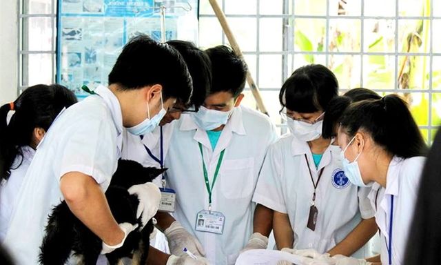 Viên chức thú y sau sắp xếp có được hưởng tiếp phụ cấp ưu đãi nghề?