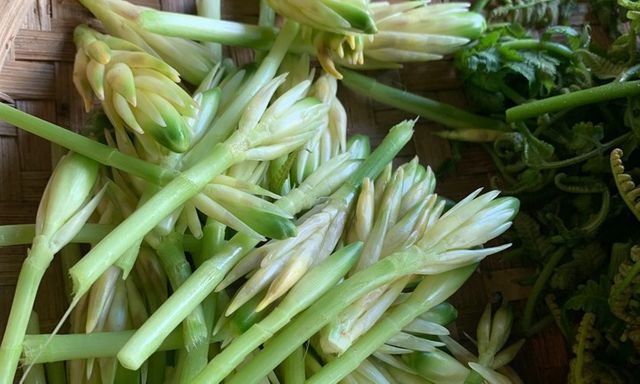 Hoa của loại cây quen thuộc nhìn như măng non, đem xào thịt bò ngon 