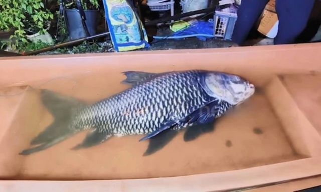 Cứu sống cá chép Xiêm khổng lồ nặng 60kg nằm bất động sát bờ sông