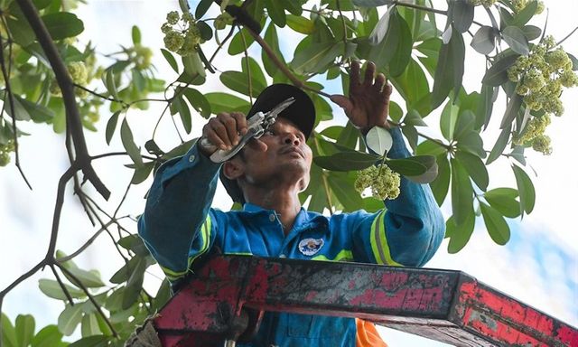Người dân có được tự ý cắt tỉa cây hoa sữa trước nhà hay không?