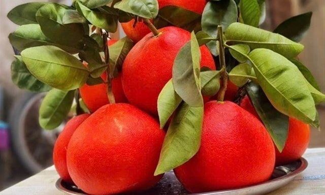 Khám phá giống bưởi là đặc sản tại Hà Nội, có màu đỏ lạ đẹp mắt