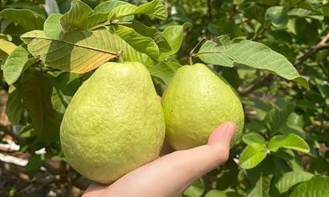 Về Hưng Yên khám phá giống ổi lê đặc sản có cùi dày, vị ngọt đậm