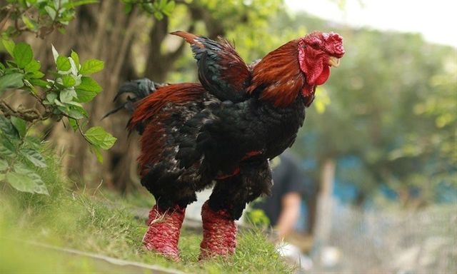 Giải mã sức hút của giống gà quý hiếm sở hữu đôi chân 