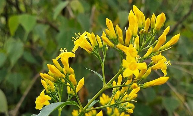 Một học sinh ở Đà Nẵng tử vong sau khi ăn lá ngón