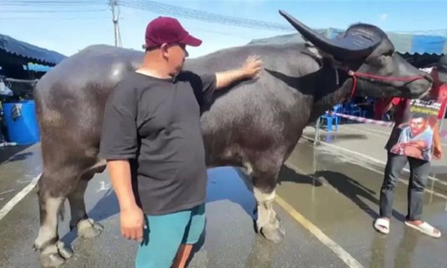 Con trâu nặng 1.360kg được trả giá 3,8 tỷ đồng