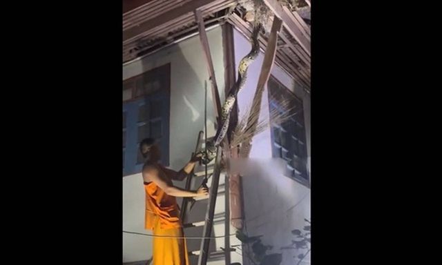 Phát hiện trăn gấm dài 3 mét mắc kẹt trên mái chùa