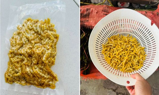 Loài ấu trùng trong thân cây ở Điện Biên thành đặc sản đắt đỏ, có tiền chưa chắc đã mua được