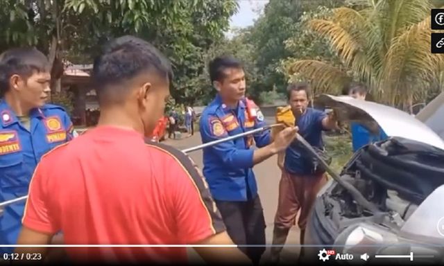 Cận cảnh màn giải cứu rắn hổ mang chúa khỏi động cơ ô tô và thả về môi trường tự nhiên