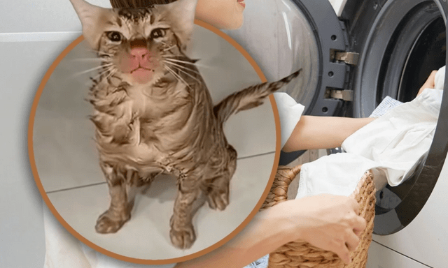 Mắc kẹt hơn 10 phút trong máy giặt đang quay, chú mèo sống sót kỳ diệu, chỉ bị chiếc mũi đỏ