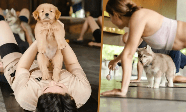 Bỏ 1,5 triệu đồng để “nằm giữa đàn cún con” ở Bangkok: Phòng tập yoga khiến mạng xã hội phát cuồng vì chữa lành đúng nghĩa
