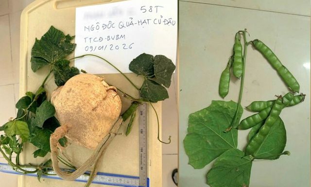 Ba người trong gia đình nguy kịch sau khi ăn hạt củ đậu: Bác sĩ chỉ rõ chất độc gây tử vong trong vòng 2-5 giờ