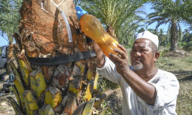 Nghi nữ điều dưỡng tại Ấn Độ nhiễm virus Nipah do uống mật chà là