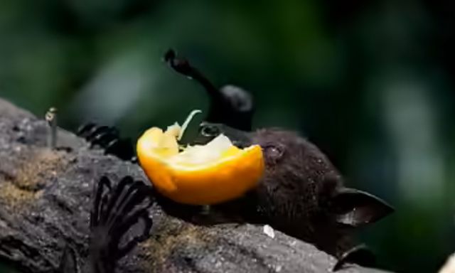 Chuyên gia cảnh báo: Loài dơi mang virus Nipah thích ăn một loại quả quen thuộc, ngày Tết ở Việt Nam bán cực nhiều
