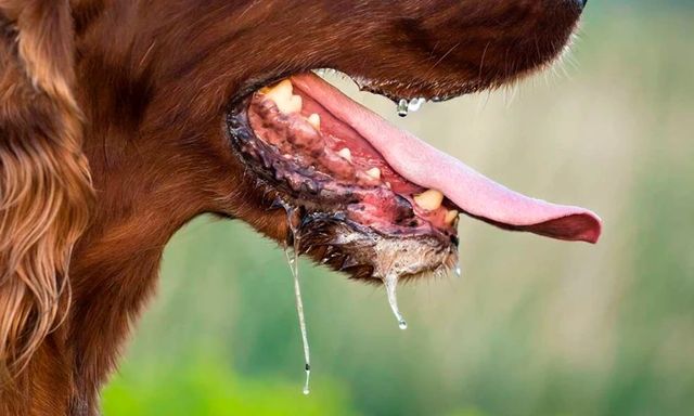 Bé gái 6 tuổi tử vong sau khi bị chó dại cắn từ 3 tháng trước