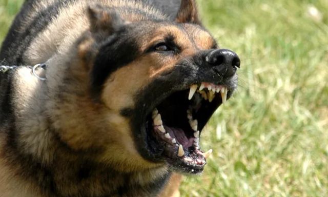 Kinh hoàng: Chó becgie cắn chủ nhà tử vong khi đang cho ăn