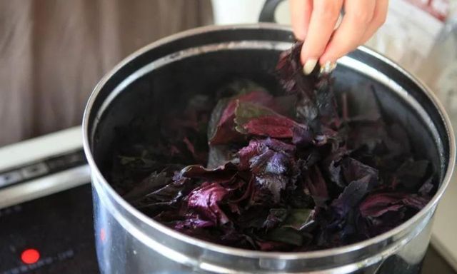 Uống nước lá tía tô thấy 7 sự khác biệt trong cơ thể