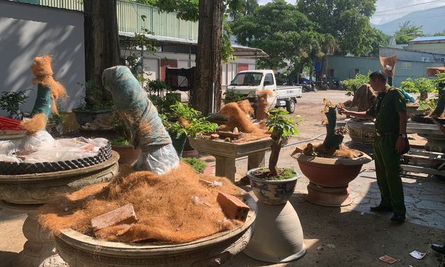 Bị phạt 3 triệu, tịch thu toàn bộ 42 cây mai: Người đàn ông “trả giá đắt” vì thiếu một tờ giấy