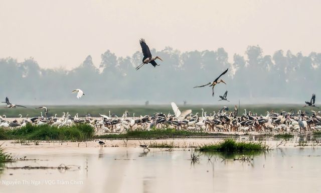 Xuất hiện loài chim quý hiếm, nguy cấp, nằm trong Sách đỏ thế giới ở Vườn Quốc gia Tràm Chim