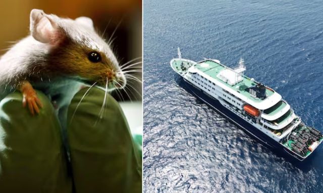Vụ 3 người trên tàu MV Hondius tử vong do nhiễm virus Hanta lây nhiễm từ chuột: Thêm nhiều ca nghi mắc mới