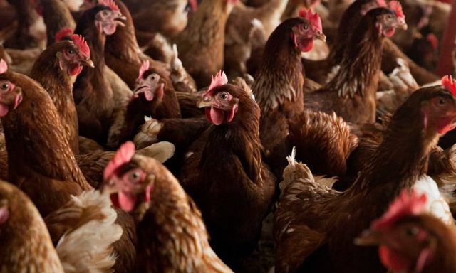 Tranh cãi nảy lửa: Gà thả vườn gây tác động xấu đến khí hậu hơn là gà nuôi nhốt trong chuồng
