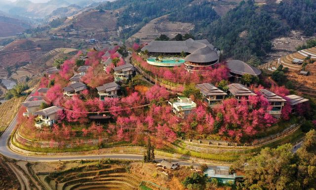 Giữa mùa hoa nở tại Garrya Mù Cang Chải