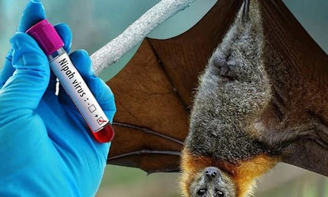 Từ loài dơi đến đại dịch: 4 bệnh truyền nhiễm nguy hiểm từng khiến thế giới báo động đỏ