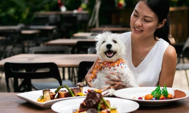 SỐC: Nhà hàng đập bỏ 600 bộ bát đĩa, đóng cửa khử trùng vì khách cho thú cưng lên bàn ăn