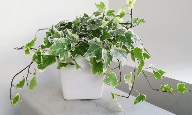 8 loại cây nên trồng ngay trong nhà: Không chỉ dễ chăm mà còn giúp hút tài lộc, vượng khí cho gia chủ