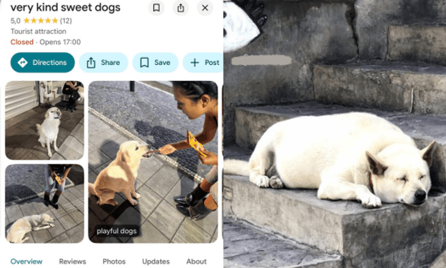 Địa điểm lạ trên Google Maps ở Bali: Không có hàng quán hay cảnh đẹp, chỉ dẫn du khách đến cho 3 chú chó hoang ăn