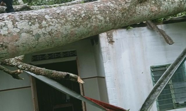 Cây lớn đổ trong cơn giông làm sập mái ngôi nhà