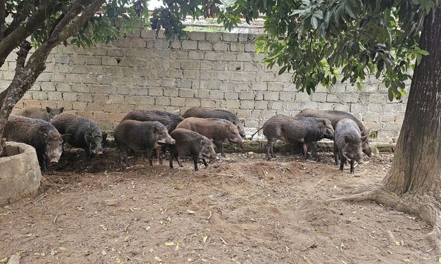 Trại lợn rừng Nghệ An: Địa chỉ cung cấp thịt Tết ngon, sạch cho mọi nhà