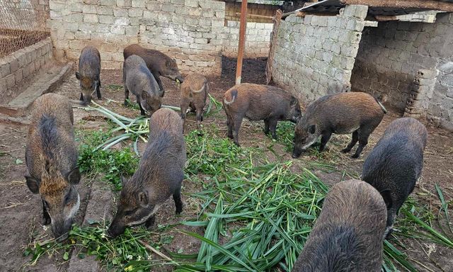 Nghệ An: Từ đam mê chăn nuôi, người đàn ông thành công xây dựng trang trại lợn rừng sạch trên đất Quỳnh Thắng