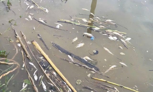Cá chết trắng sông Lam: Những nghi ngại từ dòng nước