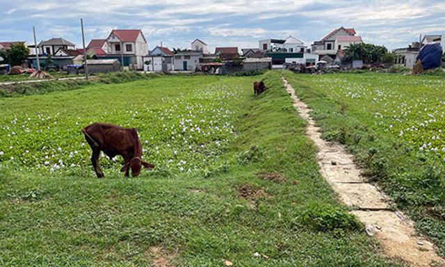 Nghệ An: Chưa giải phóng mặt bằng xong, chủ đầu tư đã ký hợp đồng xây dựng