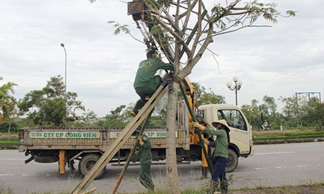 Nghệ An: TP Vinh chi hơn 23 tỷ đồng cho công tác quản lý cây xanh năm 2025