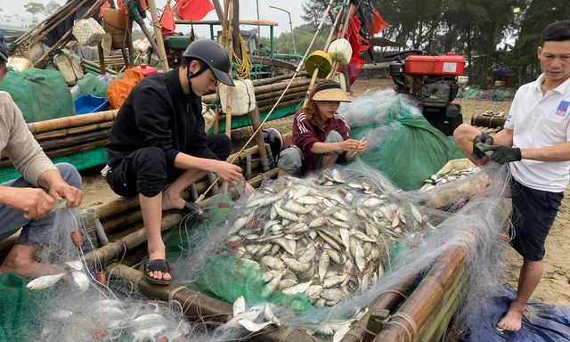 Ngư dân kiếm hàng chục triệu đồng mỗi ngày nhờ đánh bắt cá trích