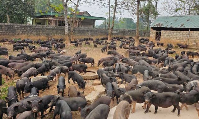 Ông chủ Công ty Phương Trinh Phát trở thành đầu mối cung cấp lợn đen giống cho người dân 'xóa đói giảm nghèo'