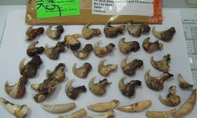 Bị phạt hơn 260 triệu đồng vì tàng trữ móng vuốt, xương sư tử và răng nanh lợn 