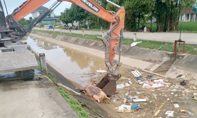 Nghệ An kiên quyết xử lý hành vi giấu dịch, vứt xác lợn bệnh 