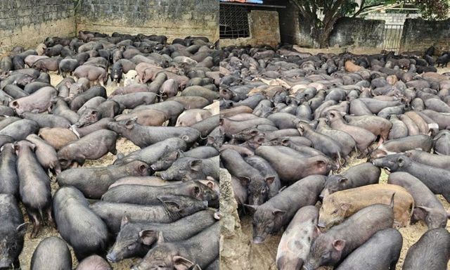 Hướng phát triển kinh tế mới từ giống lợn đen bản địa